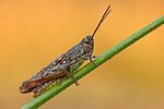 Nachtigall-Grashüpfer Chorthippus biguttulus cf.