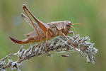 Gewöhnliche Strauchschrecke Pholidoptera grisaeoptera