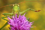 Grünes Heupferd Tettigonia viridissima