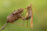 Langflügelige Schwertschrecke Conocephalus discolor