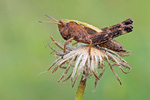 Buntbäuchiger Grashüpfer Omocestus rufipes