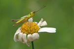 Kleine Goldschrecke Euthystria brachyptera