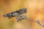 Blauflügelige Ödlandschrecke Oedipoda caerulescens