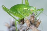 Punktierte Zartschrecke Leptophyes punctatissima