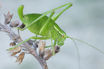 Punktierte Zartschrecke Leptophyes punctatissima