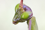 Gottesanbeterin Mantis religiosa