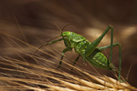 Grünes Heupferd Tettigonia viridissima