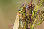 Roesels Beißschrecke Metrioptera roeseli