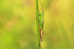 Langflügelige Schwertschrecke Conocephalus discolor