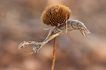 Graue Fangschrecke Ameles decolor