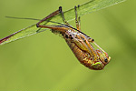 Roesels Beißschrecke Metrioptera roeseli