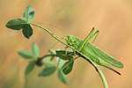 Grünes Heupferd Tettigonia viridissima