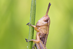 Weißrandiger Grashüpfer Chorthippus albomarginatus