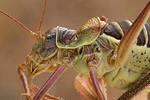 Steppen-Sattelschrecke Ephippiger ephippiger