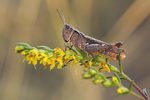 Brauner Grashüpfer Chorthippus brunneus cf.