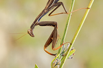 Gottesanbeterin Mantis religiosa