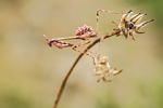 Hauben-Fangschrecke Empusa pennata