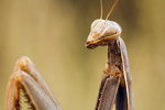 Gottesanbeterin Mantis religiosa