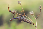 Gottesanbeterin Mantis religiosa