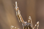 Hauben-Fangschrecke Empusa pennata