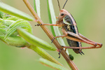 Roesels Beißschrecke Metrioptera roeseli