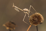 Hauben-Fangschrecke Empusa pennata