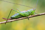 Kurzflügelige Schwertschrecke Conocephalus dorsalis