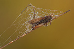 Tote Heuschrecke im Spinnennetz