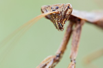 Graue Fangschrecke Ameles decolor
