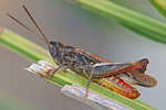 Buntbäuchiger Grashüpfer Omocestus rufipes