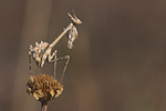 Hauben-Fangschrecke Empusa pennata