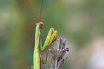 Gottesanbeterin Mantis religiosa