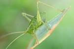 Punktierte Zartschrecke Leptophyes punctatissima