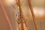 Brauner Grashüpfer Chorthippus brunneus cf.