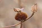 Brauner Grashüpfer Chorthippus brunneus cf.