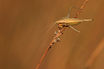 Weinhähnchen Oecanthus pellucens