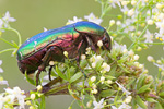 Gold-Rosenkäfer Cetonia aurata