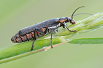 Dunkler Fliegenkäfer Cantharis obscura