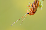 Rotgelber Weichkäfer Rhagonycha fulva