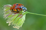 Augenmarienkäfer Anatis ocellata