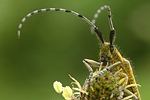 Distelbock Agapanthia villosoviridescens