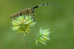 Distelbock Agapanthia villosoviridescens