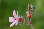 Grün-Rüssler Phyllobius pomaceus