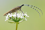 Distelbock Agapanthia villosoviridescens