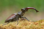 Hirschkäfer Lucanus cervus