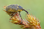 Rüsselkäfer Larinus sturnus