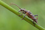 Zweibindiger Zangenbock Rhagium bifasciatum