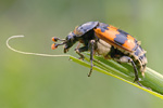 Totengräber Nicrophorus vespillo