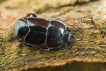 Stutzkäfer Hololepta plana