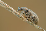 Rüsselkäfer Phyllobius pyri